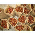 Hotsale Chestnut dengan Selera yang Baik